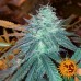 Triple Cheese - Barney's Farm